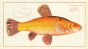 THE GOLDEN TENCH Bloch fish print 1758 (Cyprinus Tinca Auratus)