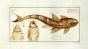 THE ARMOURED CATFISH Bloch fish print 1794 (Loricaria Maculata) 