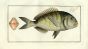 THE BASE fish print  1758 (Sparus Sargus)