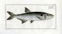 THE SICKLE SALMON 1794 (Salmo Falcatus print)
