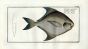 THE SILVER PAMPEL Stromateus Argenteus print