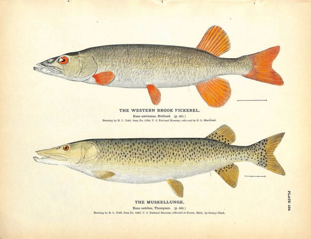 THE WESTERN BROOK PICKEREL & MUSKELLUNGE print