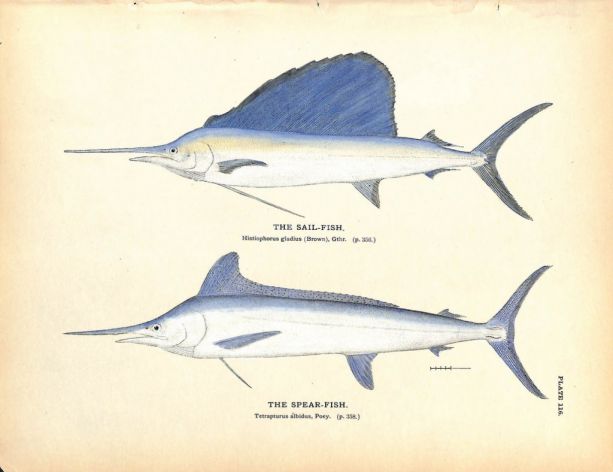 THE SAILFISH & SPEARFISH print