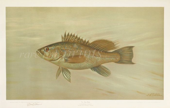 THE SEA BASS print ( Centropristis striatus) 