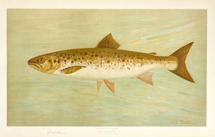  THE OUANANICHE ATLANTIC SALMON print ( Salmo salar quananiche) 