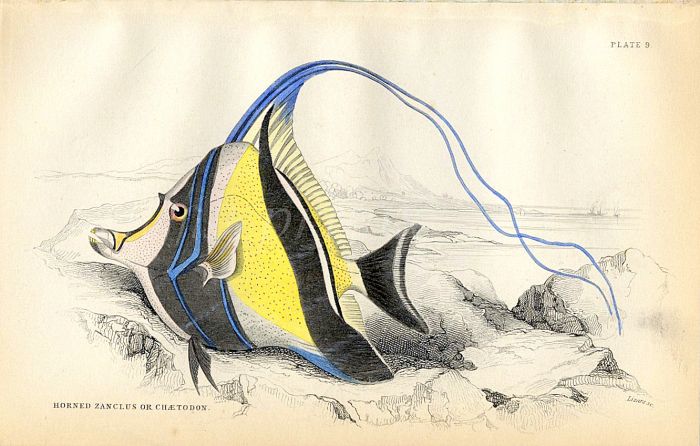 JARDINE/LIZARS - THE HORNED ZANCLUS  or CHAETODON fish print 1843
