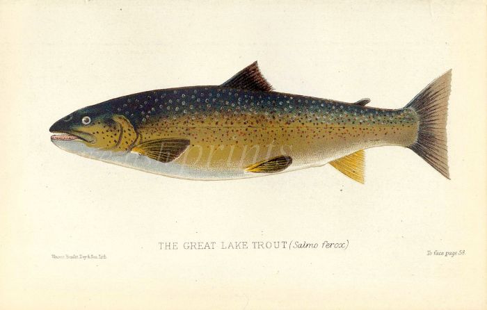 THE GREAT LAKE TROUT print (Salmo ferox)