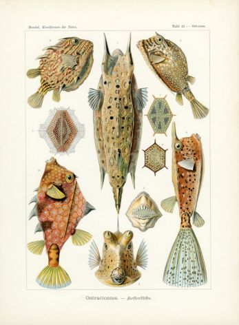 HAECKEL - BOXFISH print 1899 -1904 - OSTRACION