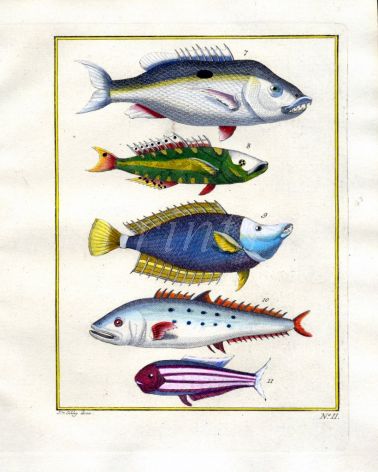 PLATE TWO: SNAPPER, YELLOWTAIL, QUEENFISH print
