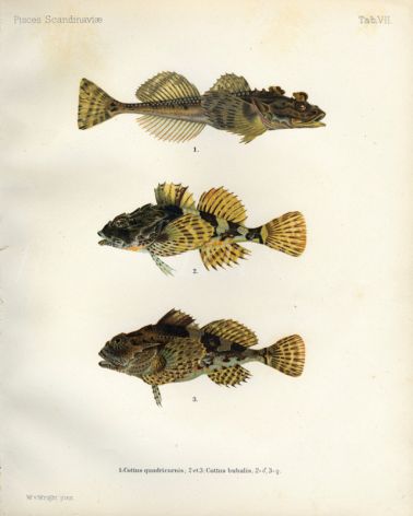 THE FOUR-HORNED SCULPIN & LONG-SPINED SEA SCORPION print (Cottus quadricornis & bubalis)