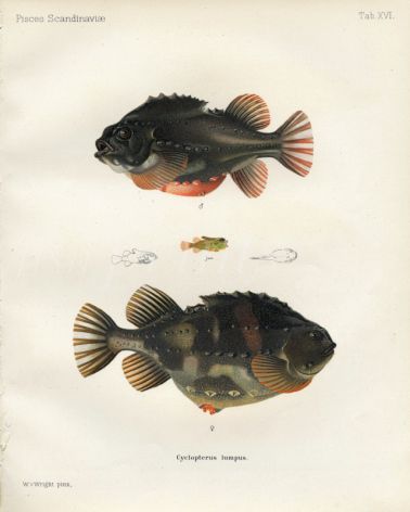 THE LUMP SUCKER or LUMP FISH print (Cyclopterus lumpus)