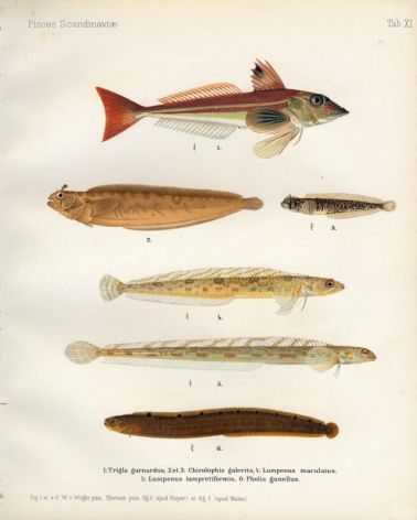 THE GREY GURNARD, PRICKLEBACKS & SHANNIES, ROCK GUNNEL