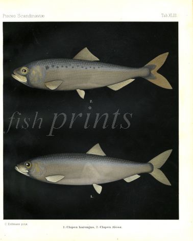 THE COMMON HERRING & SHAD print (Clupea harangus & alosa)