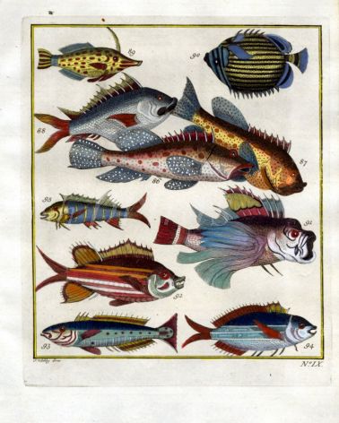 PLATE NINE: LONG-SNOUTED TRIGGERFISH, MELON BUTTERFLYFISH, GROUPER print