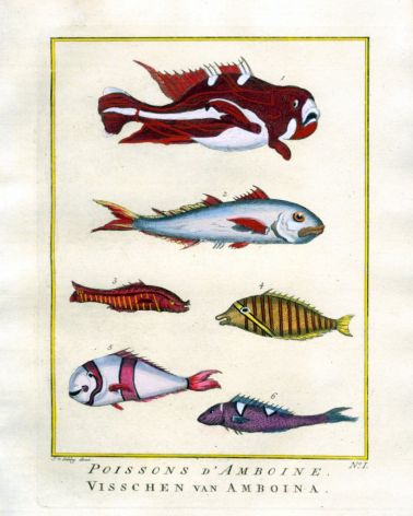 PLATE ONE: BIG-EYED SCAD, SEBA'S ANEMONEFISH, CORIS print
