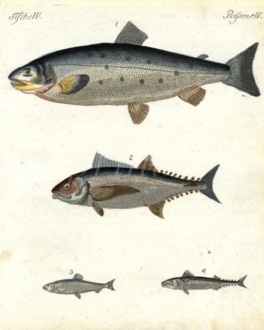 THE ATLANTIC SALMON, TUNNY or BLUE-FIN TUNA. MACKEREL print