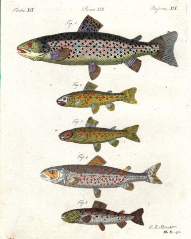 THE SEATROUT, TROUT, BROWN TROUT, GOEDEN'S SALMON, CHAR print