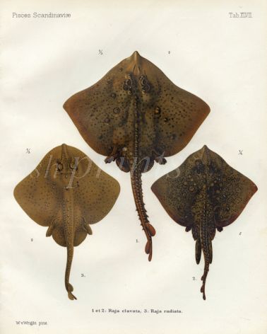THE THORNBACK RAY  & STARRY RAY print ( Raja clavata & radiata)