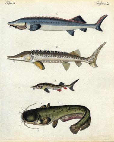 THE GREAT STURGEON, STURGEON, RUSFISH STURGEON, EUROPEAN or WELS CATFISH print