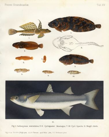 THE DRAGONET, SNAILFISH, GREY MULLET print ( Callionymus, Cyclogaster, Mugil chelo)