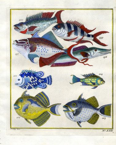 PLATE TWENTY TWO: OBLIQUE-BANDED SNAPPER, STARRY TRIGGERFISH, BLUE-FINNED TRIGGERFISH, YELLOWMARGIN TRIGGERFISH print