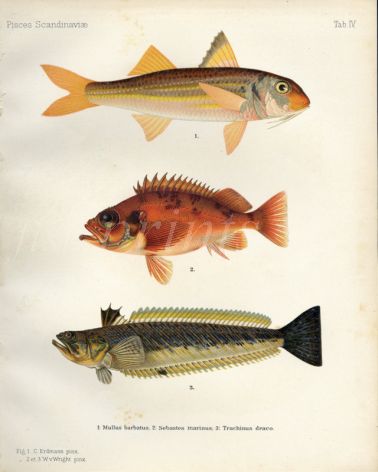  THE RED MULLET, NORWAY HADDOCK, GREAT WEEVER print (Mullus barbatus, Sebastes marinus, Trachinus draco)