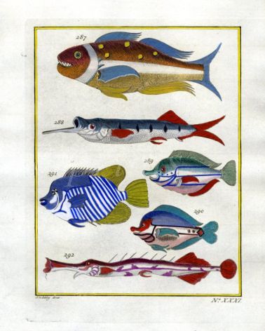 PLATE THIRTY ONE: SNAPPER, HALFBEAK, UNICORN, CHINESE TRUMPETFISH print