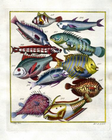 PLATE THIRTY FIVE: MULLET, PEACOCK GROUPER, STRONGSPINE MOJARRA, PORCUPINE FISH, YELLOWTAIL CORIS print