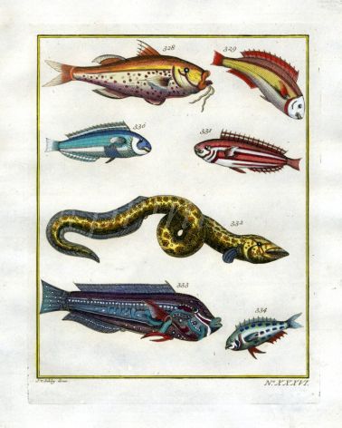 PLATE THIRTY SIX: LINED GOATFISH, WRASSE print