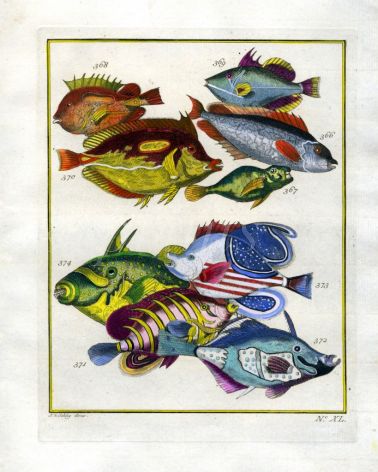 PLATE FORTY: REEF TRIGGERFISH, RABBITFISH, REGAL ANGELFISH, SADDLED BUTTERFLYFISH print