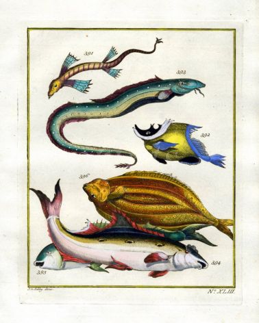 PLATE FORTY THREE: MARINE EEL, LEFT-EYE FLOUNDER, YELLOW CAMEL OF THE CREAM COAST print