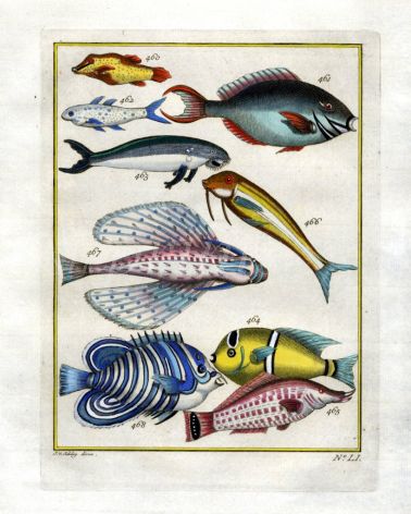 PLATE FIFTY ONE: SURGEONFISH, SEA COW, YELLOWSTRIPE GOATFISH, FLYING SEA OWL, REGAL ANGELFISH, BIRD WRASSE print
