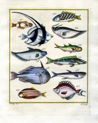 PLATE FIFTY: LONGFIN BANNERFISH, FEATHERBACK, CIGAR WRASSE, TRIGGERFISH, UNICORNFISH print