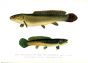 THE MUDFISH, BOW-FIN or GRINDLE print