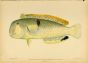BALDWIN'S RAZORFISH print (Hemipteronotus Baldwini Jordan)