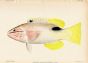 JAPANESE RUBYFISH print (Erythrichthys Schlegeli)
