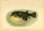 WHITE SPOTTED PUFFERFISH print (Tetraodon Hispidus)