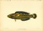 YELLOW STRIPE CORIS print (Julius Flavovitta)