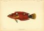 YELLOWTAIL WRASSE print (Julius Greenovii)