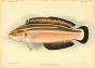 STRIPED WRASSE print (Julius Eydouxi Cuvier)
