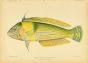 LIGHT COLOURED WRASSE print (Hemicoris Ballieui)