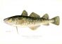 THE TOMCOD or FROST-FISH print