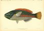 BLUELINED WRASSE print (Stethojulis Albovittata)