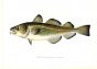 THE COD print