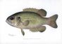 THE ROCK BASS print