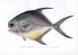 THE SHORT POMPANO - PERMIT print