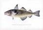 THE HADDOCK print