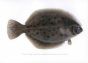 THE FLATFISH print