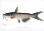 THE CHANNEL CATISH print
