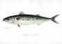 THE MACKEREL print